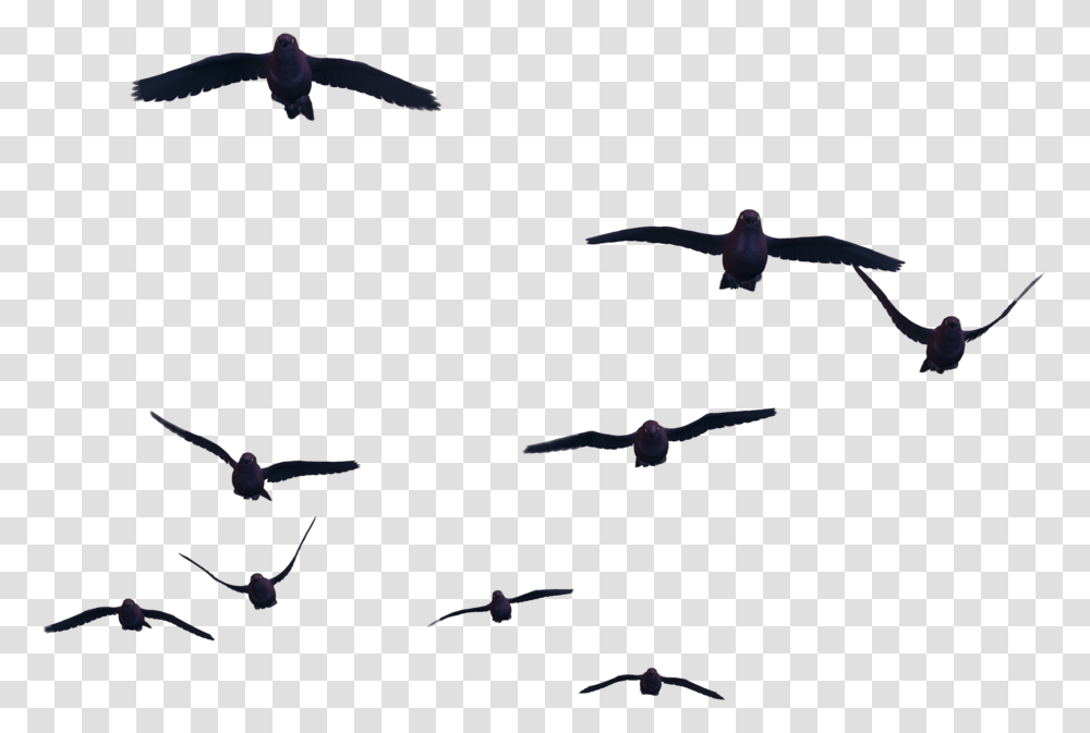 Bird Flight Clip Art Birds Flying Gif, Animal, Flock, Airplane, Aircraft Transparent Png