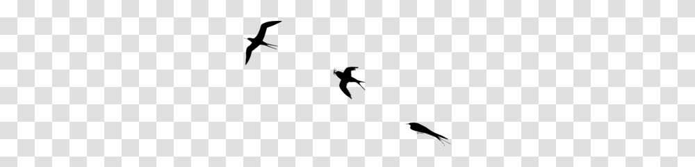 Bird Flight Clip Art, Gray, World Of Warcraft Transparent Png