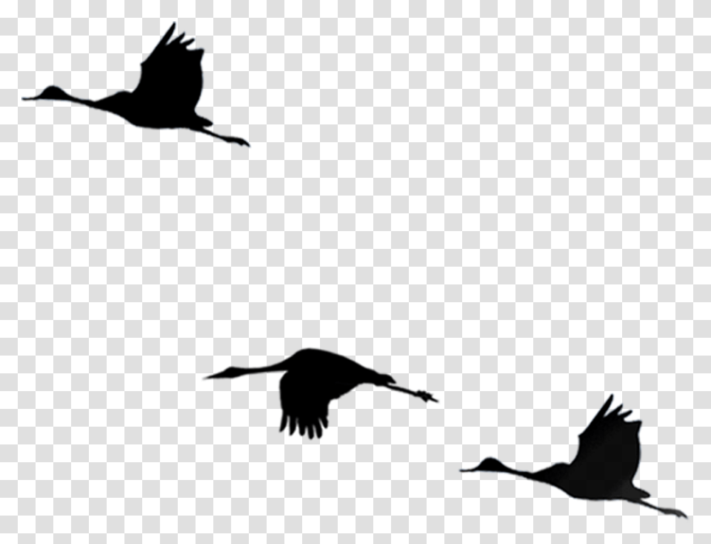 Bird Flight Cygnini, Flying, Animal, Silhouette, Blackbird Transparent Png