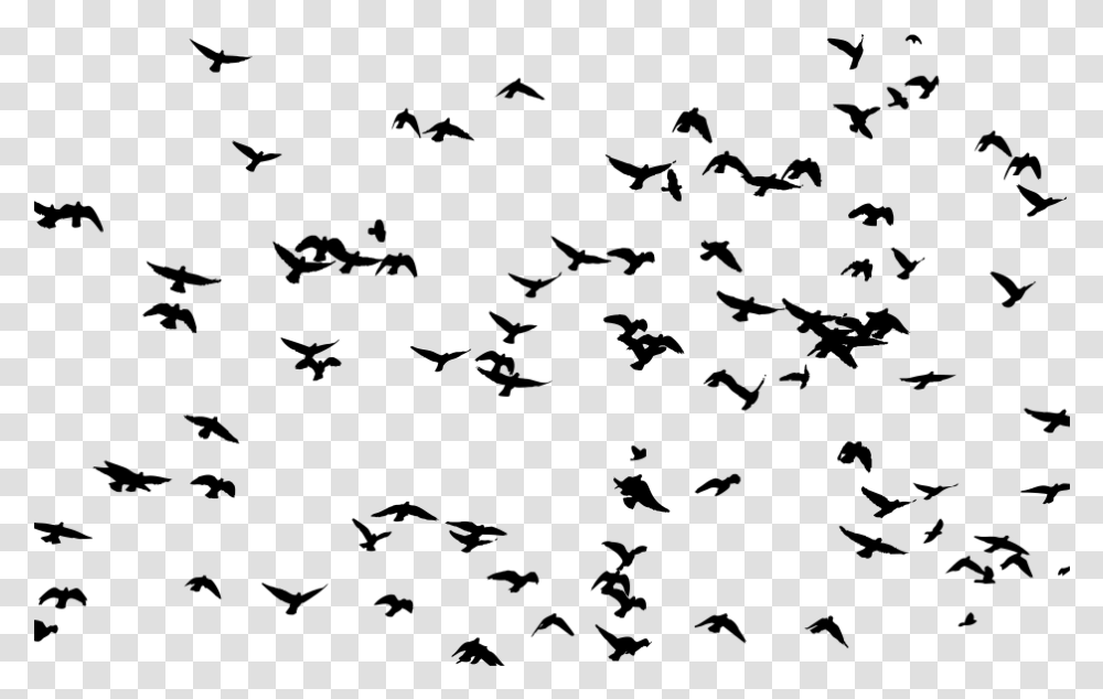 Bird Flight Flock Bird Flight Clip Art, Gray, World Of Warcraft Transparent Png