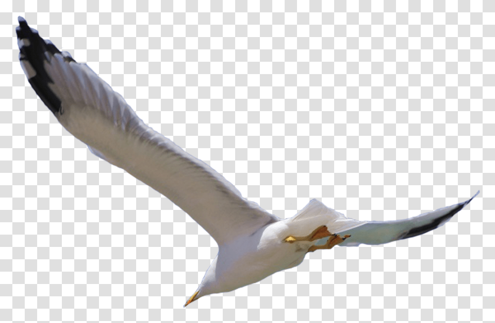 Bird Flight Wing Bird Flying White Background, Animal, Seagull, Waterfowl, Albatross Transparent Png