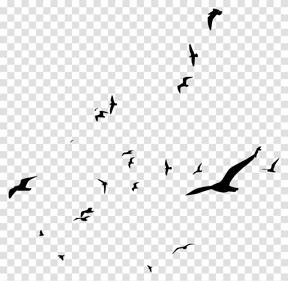 Bird Flock, Gray, World Of Warcraft Transparent Png