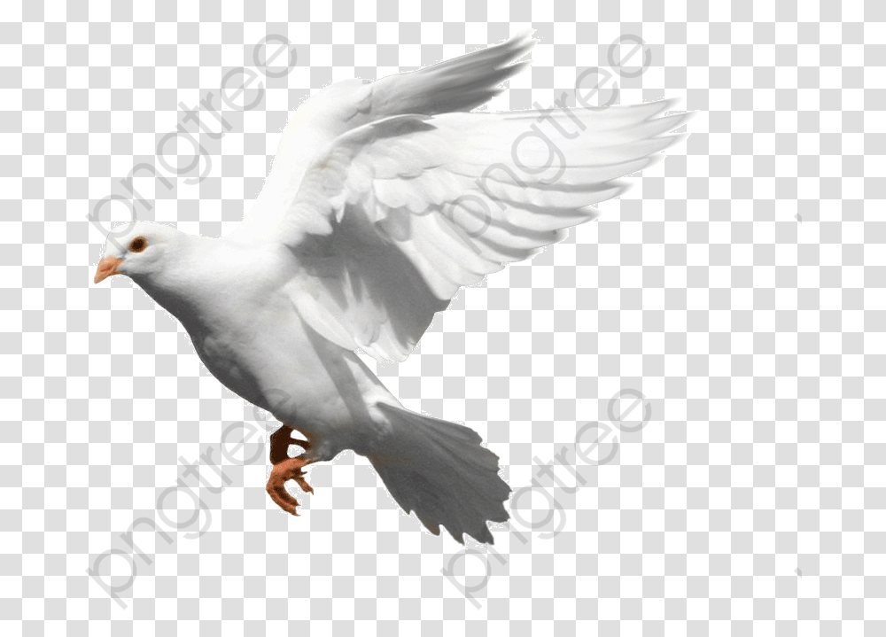 Bird Fly Stock Dove, Animal, Flying, Pigeon, Seagull Transparent Png