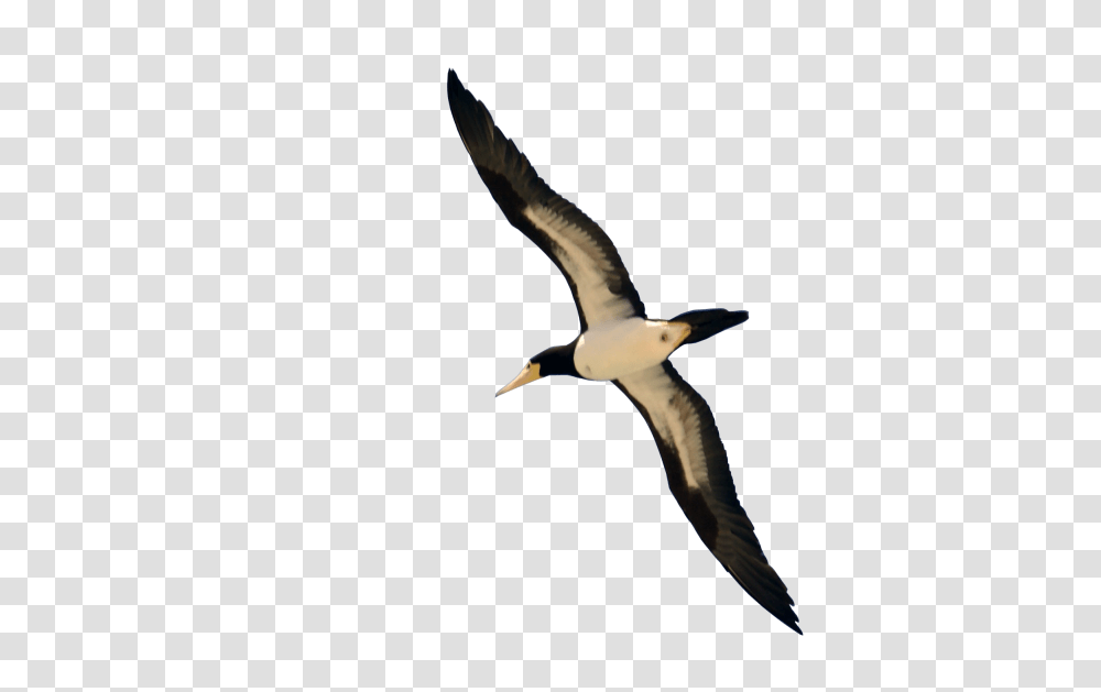 Bird, Flying, Animal, Beak, Albatross Transparent Png