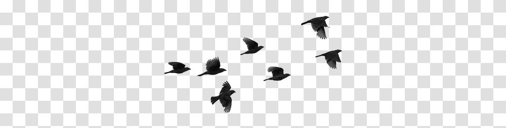 Bird, Flying, Animal, Kite Bird, Person Transparent Png