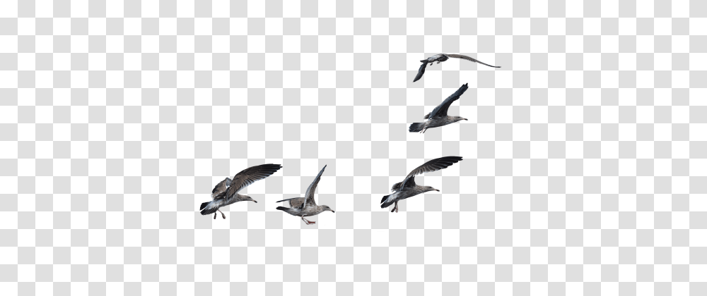 Bird, Flying, Animal, Seagull, Kite Bird Transparent Png