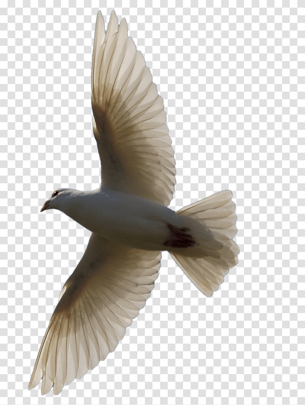 Bird Flying Background, Animal, Dove, Pigeon Transparent Png