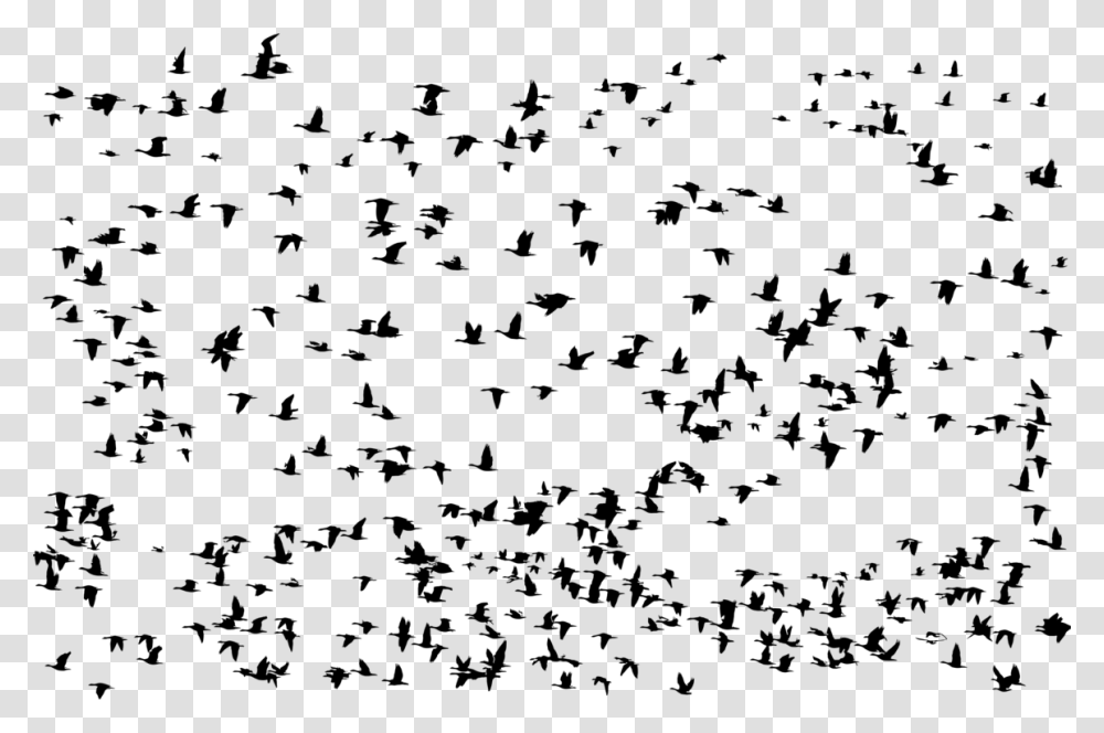 Bird Flying Birds Group, Gray, World Of Warcraft Transparent Png
