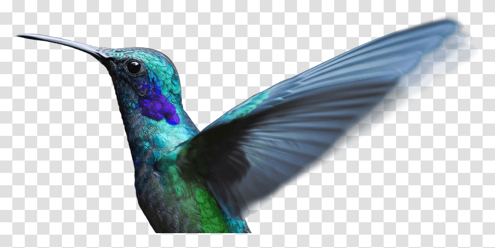 Bird Flying Clear Background, Animal, Hummingbird Transparent Png
