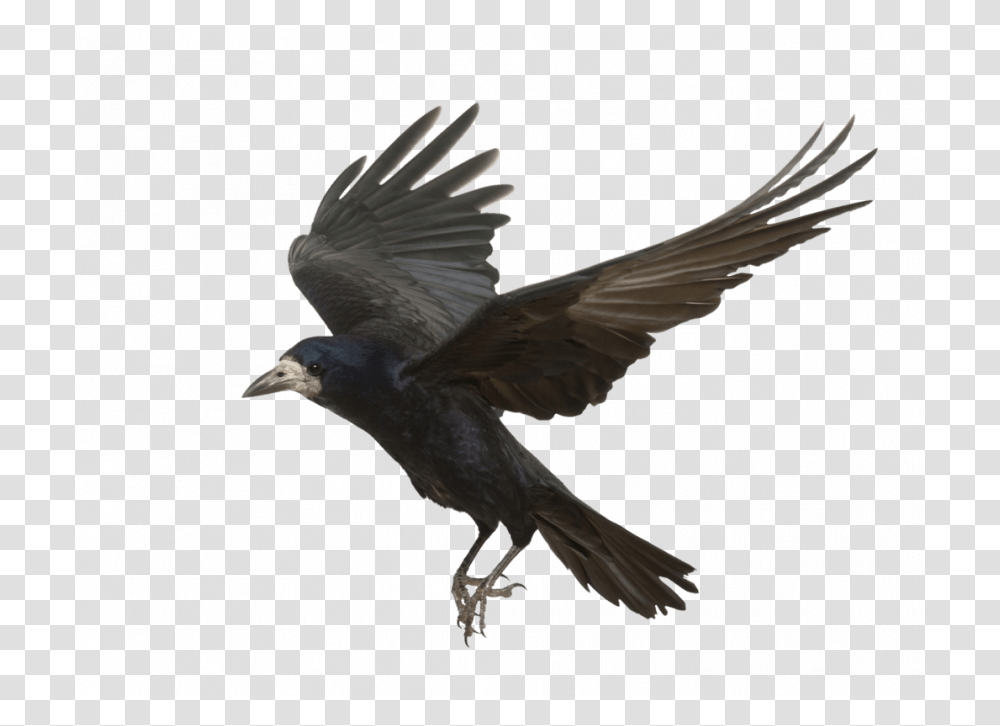 Bird Flying Crow, Animal, Vulture, Dove, Pigeon Transparent Png