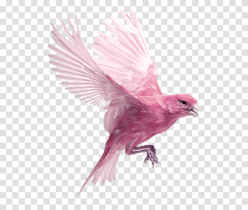 Bird Flying Eazy Wallpapers Pink Bird Flying, Animal, Finch, Dove, Pigeon Transparent Png