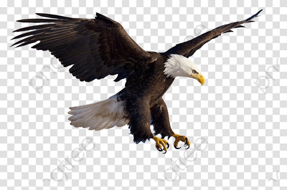Bird Flying Flying Eagles Animal Flying Eagle, Bald Eagle Transparent Png