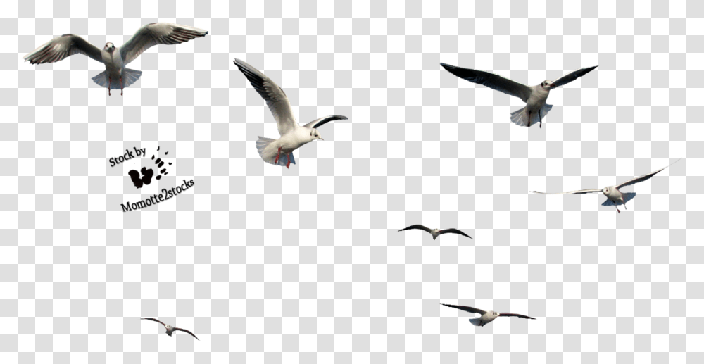 Bird Flying Gif, Animal, Seagull, Airplane, Transportation Transparent Png