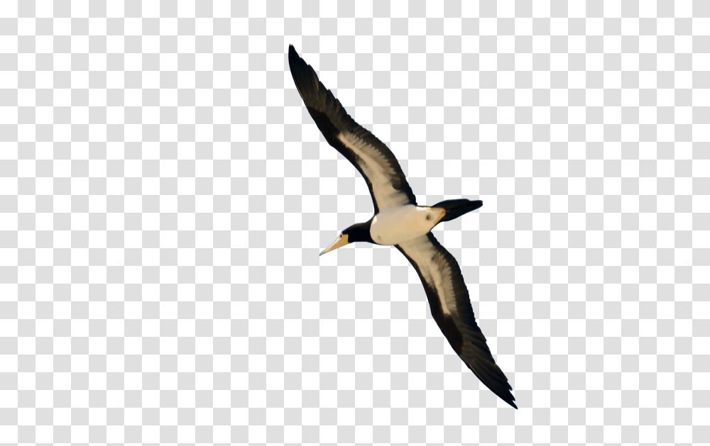 Bird Flying Image Bird Flying, Animal, Beak, Albatross, Booby Transparent Png