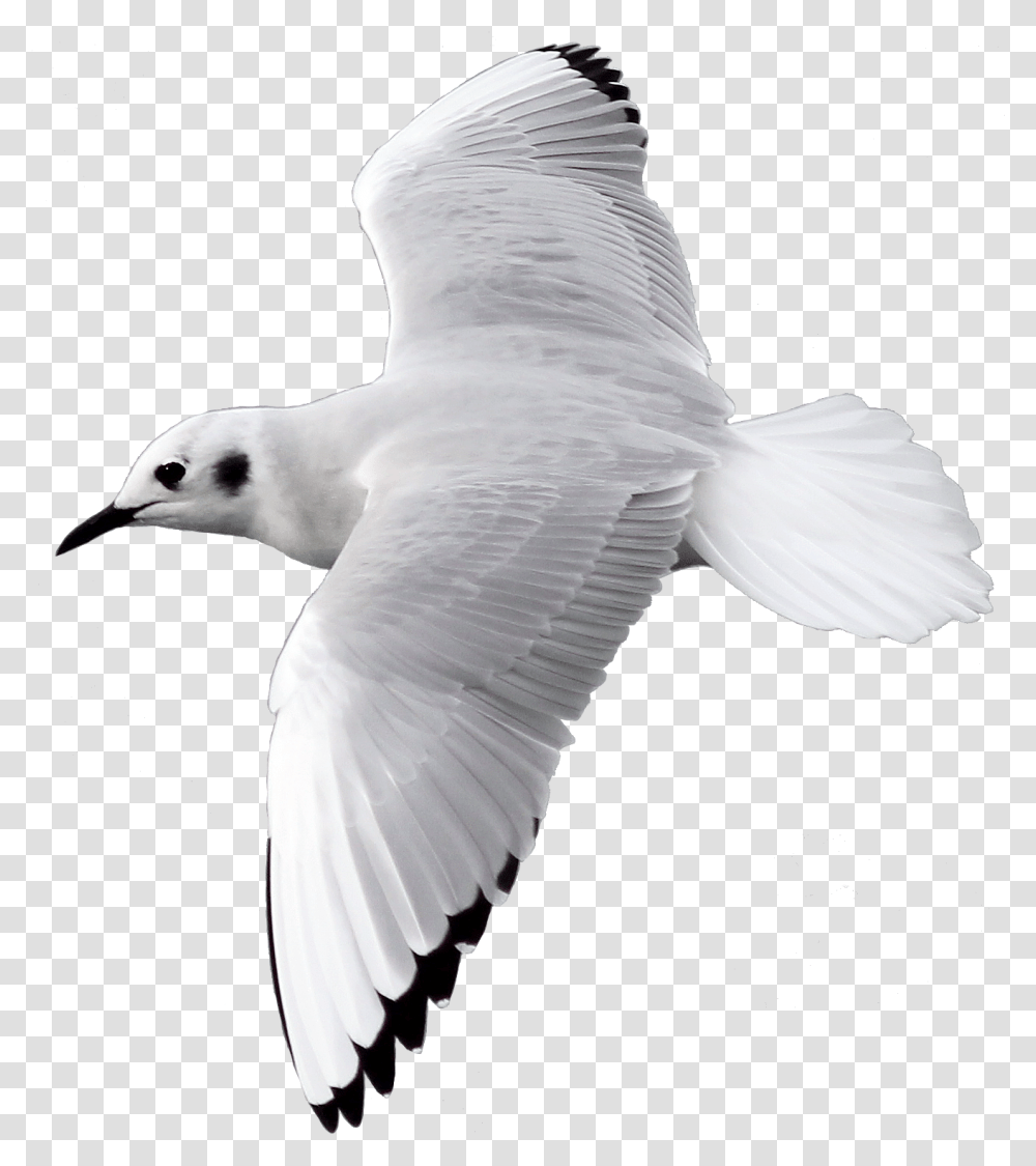 Bird Flying Image With Bird Flying Hd Background, Animal, Seagull, Beak, Waterfowl Transparent Png