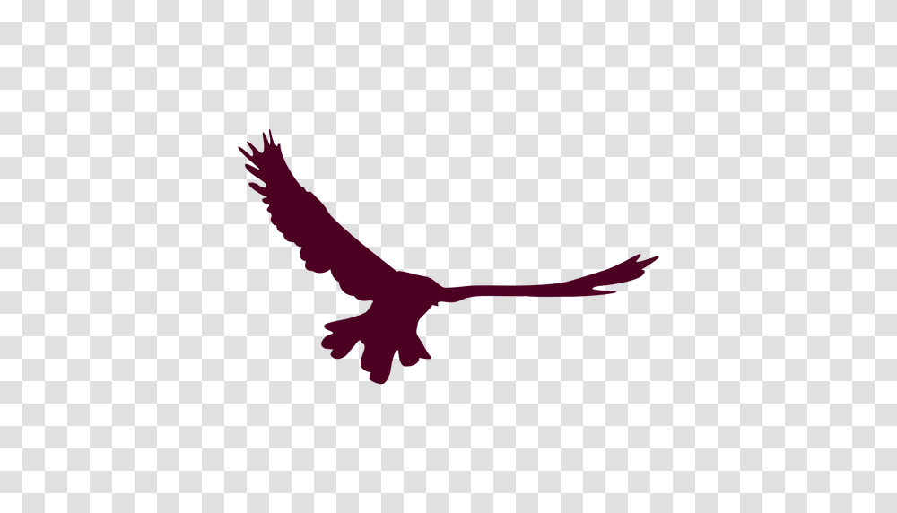Bird Flying Open Wings, Vulture, Animal, Condor, Eagle Transparent Png