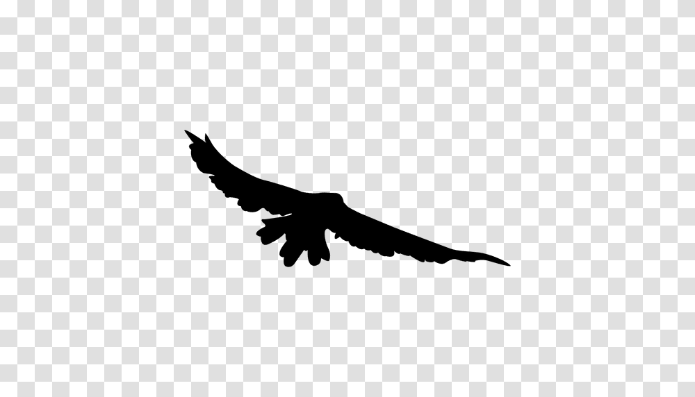 Bird Flying Sequence, Eagle, Animal, Vulture, Silhouette Transparent Png