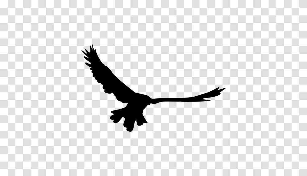 Bird Flying Sequence, Vulture, Animal, Condor, Eagle Transparent Png