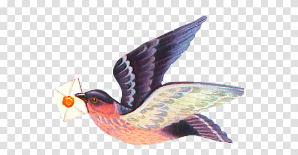 Bird Flying With Letter, Animal, Hummingbird, Accipiter, Beak Transparent Png