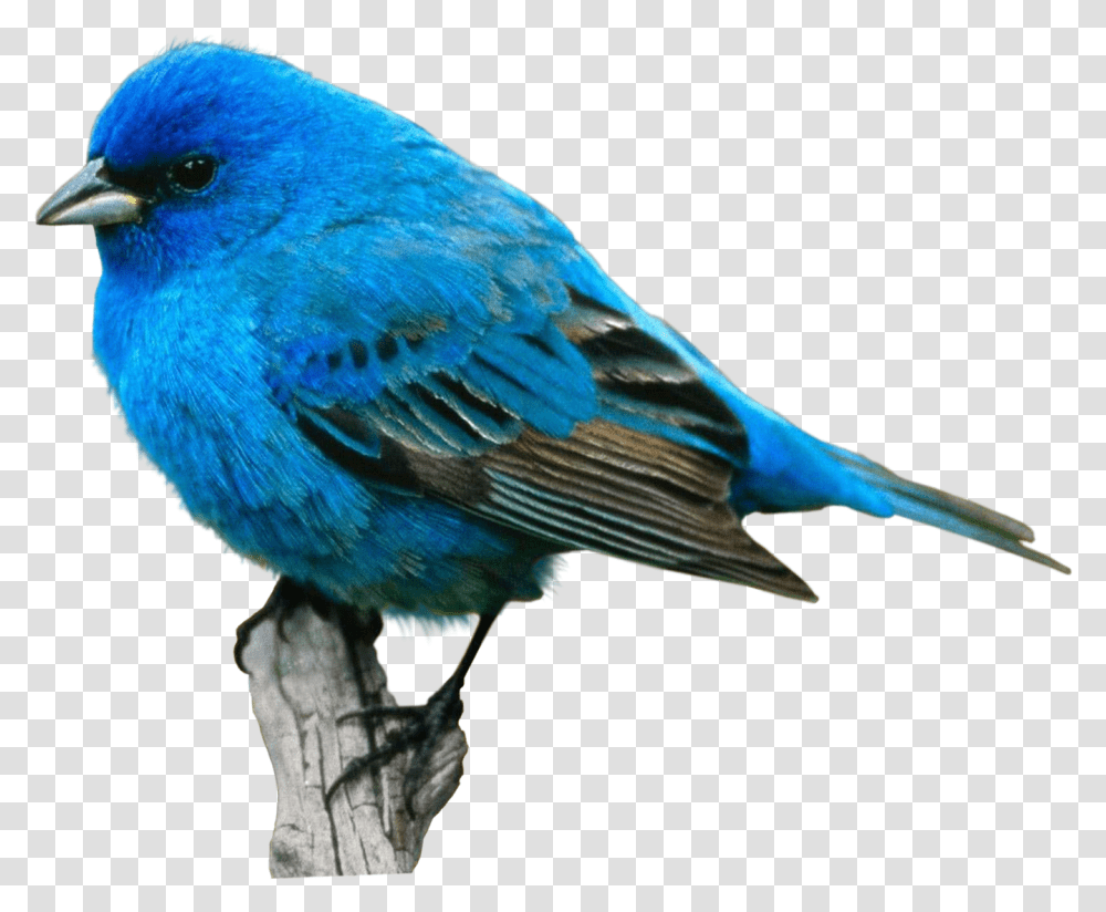 Bird Food Crane Desktop Wallpaper Eastern Bluebird Blue Bird Background, Animal, Jay, Blue Jay, Finch Transparent Png