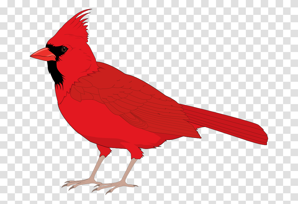 Bird Free Vector, Animal, Cardinal, Jay Transparent Png