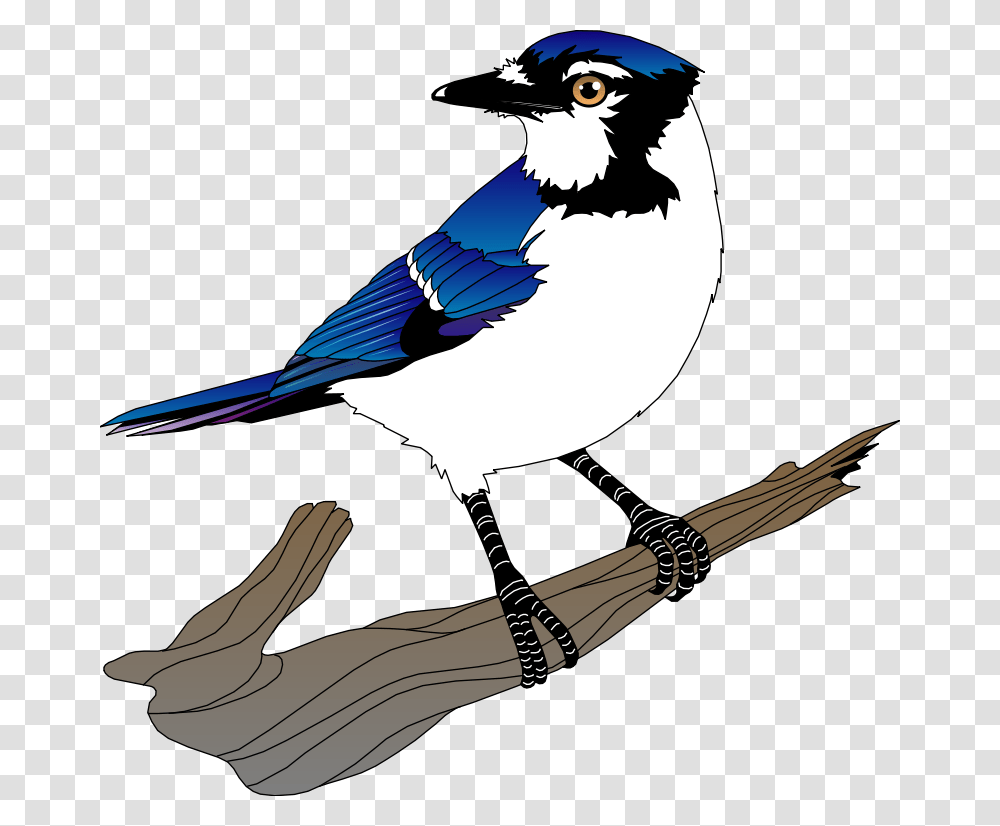 Bird Free Vector, Jay, Animal, Blue Jay, Person Transparent Png