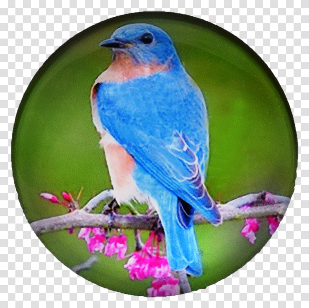 Bird G1000 20 Glass Magnet Blue Bird 50mm Eastern Bluebird, Animal, Jay, Sphere Transparent Png