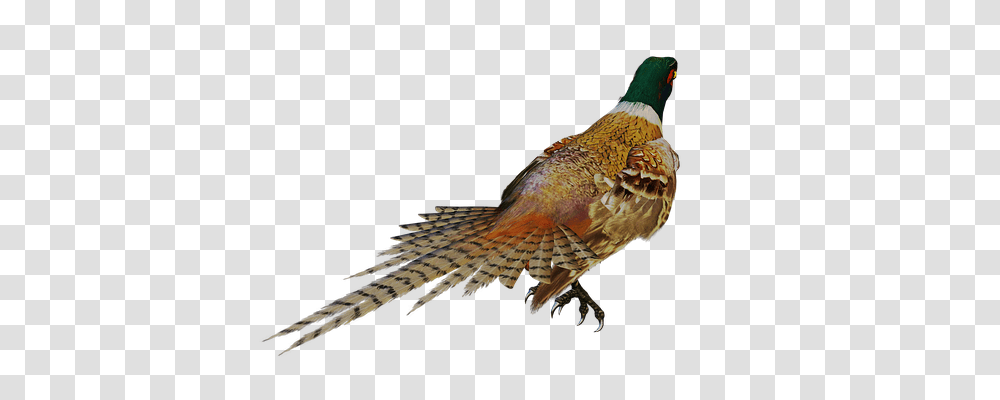 Bird Game Bird Nature, Animal, Pheasant Transparent Png