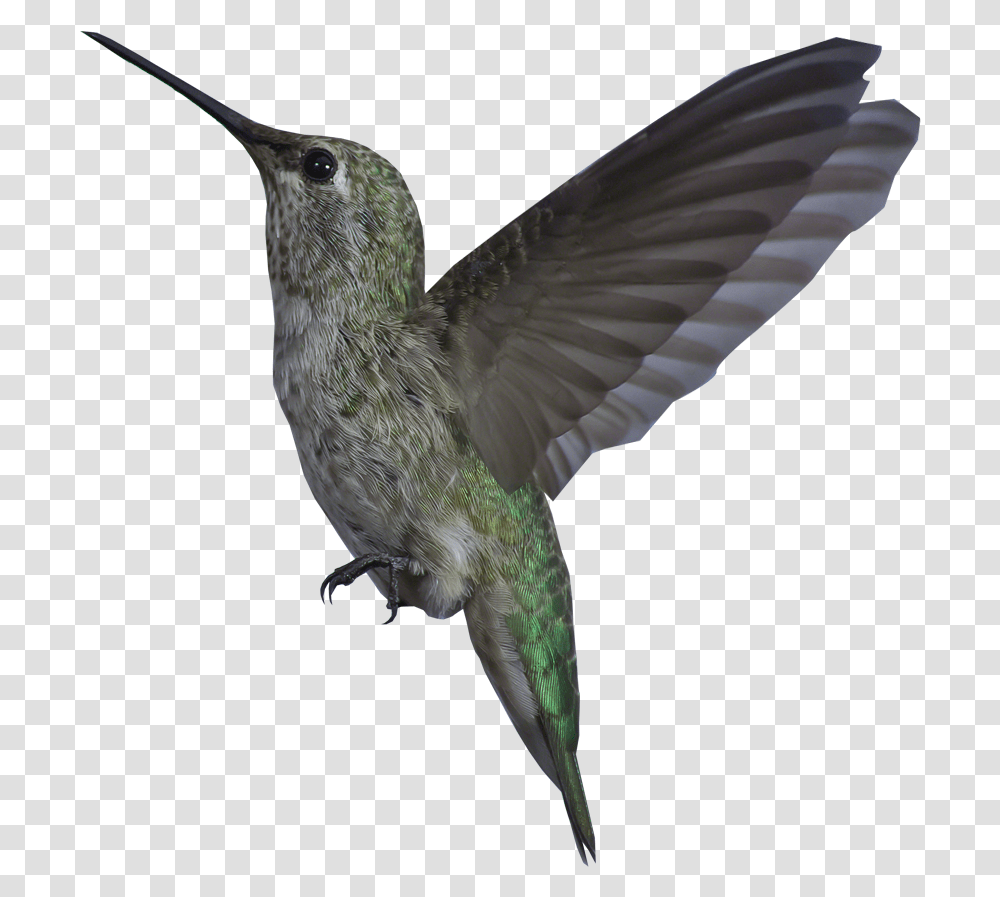 Bird Gif Background Background Bird Gif, Animal, Hummingbird Transparent Png