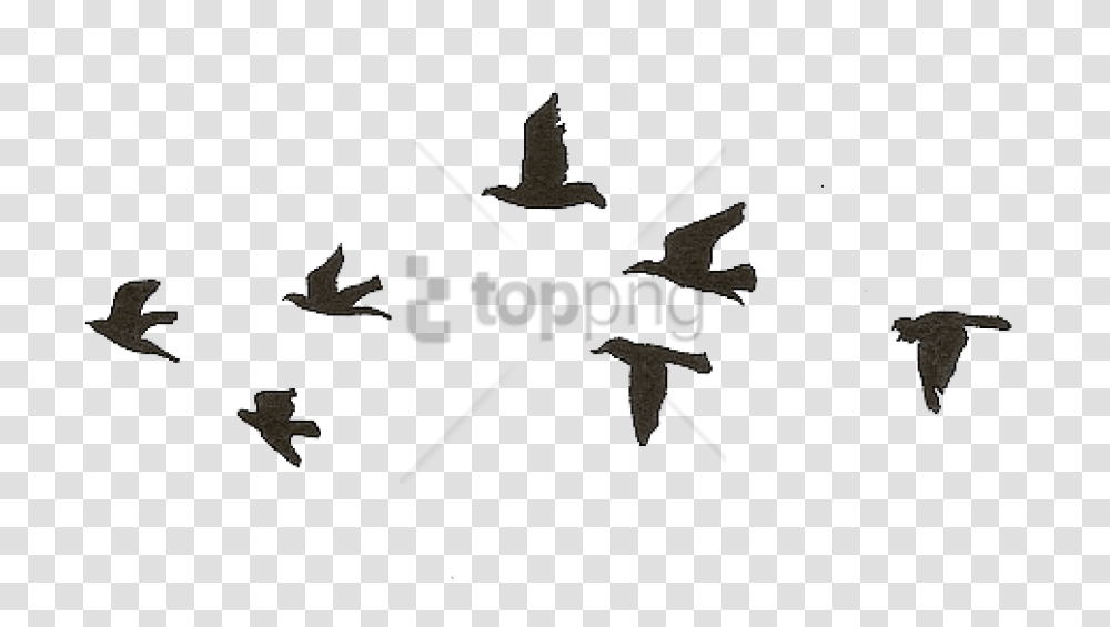 Bird Gif Birds Flying Gif, Label, Silhouette Transparent Png