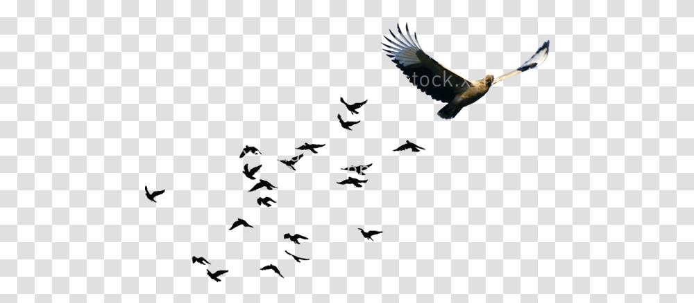 Bird Goose Flock, Animal, Flying, Vulture, Kite Bird Transparent Png