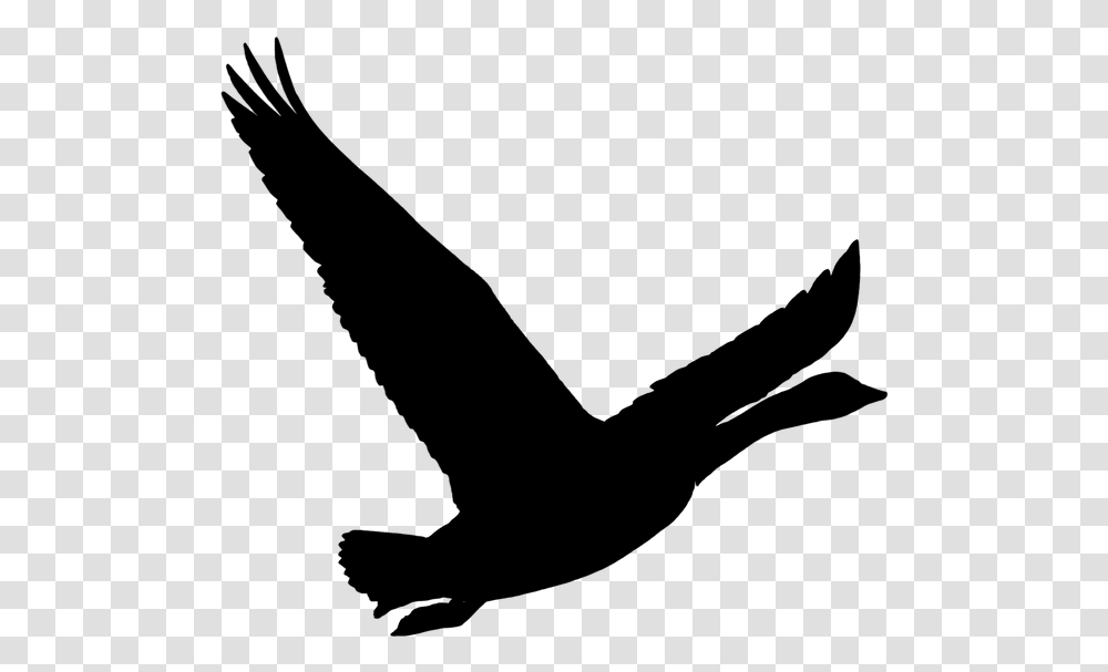 Bird Goose Wild Goose Nature Pet Animal Flying, Gray, World Of Warcraft Transparent Png