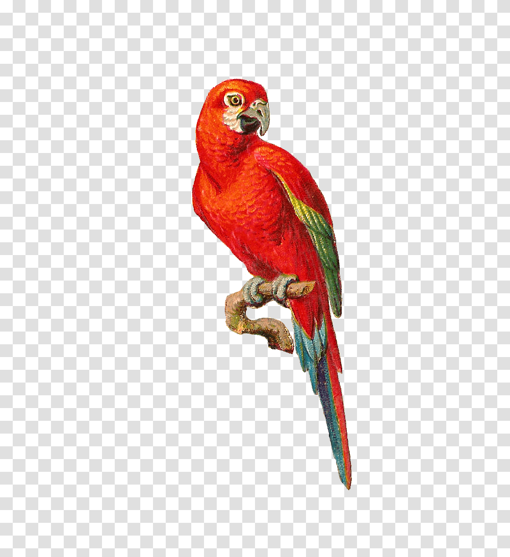 Bird Graphics, Animal, Macaw, Parrot, Beak Transparent Png