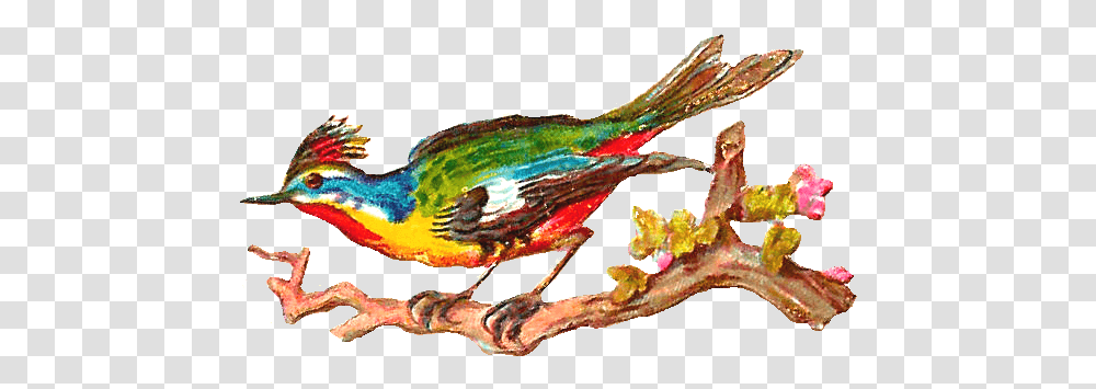 Bird Graphics Free Illustration, Animal, Finch, Beak, Hummingbird Transparent Png