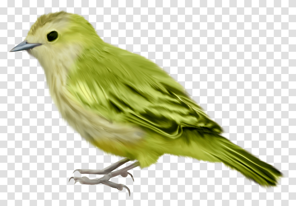 Bird Green Bird Background, Animal, Canary, Finch, Parakeet Transparent Png