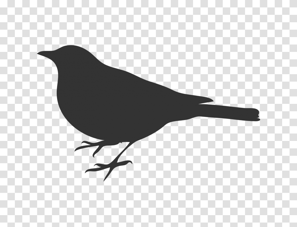 Bird Grey Crow Free Vector Graphic On Pixabay Bird Silhouette Clip Art, Animal, Blackbird, Agelaius, Beak Transparent Png