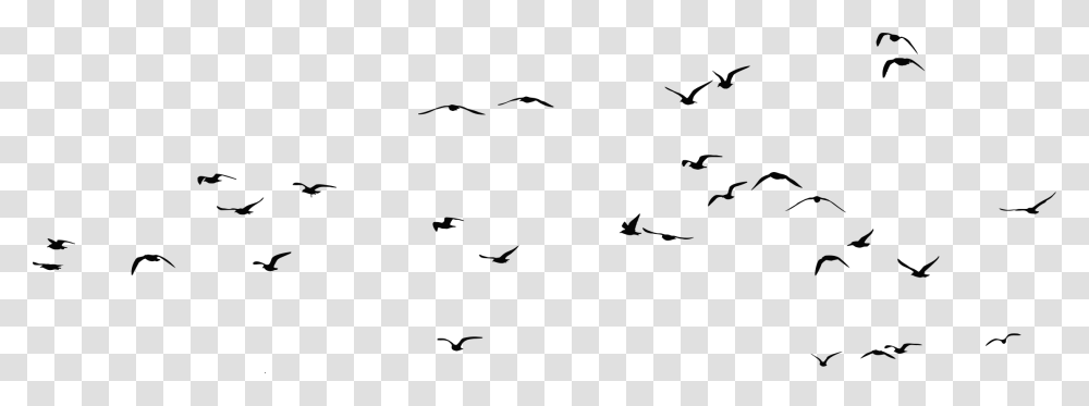 Bird Gulls Silhouette Clip Art Flock Of Seagulls, Gray, World Of Warcraft Transparent Png