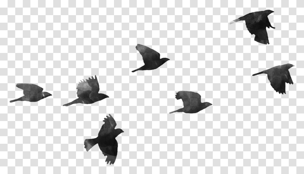 Bird Hd Images Pluspng Background Tumblr Birds, Gray, World Of Warcraft Transparent Png