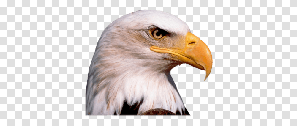 Bird Head Clipart Eagle Head, Animal, Bald Eagle, Beak Transparent Png