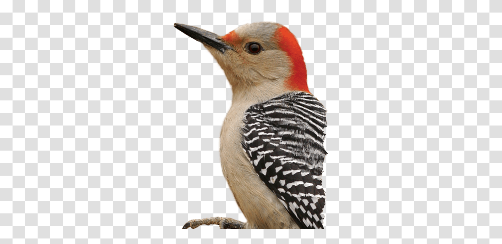 Bird Head Picture Red Bellied Woodpecker, Beak, Animal, Finch, Flicker Bird Transparent Png