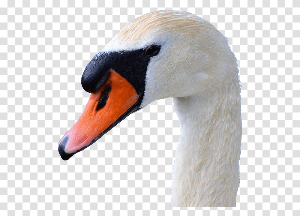 Bird Head Swan Head, Animal Transparent Png