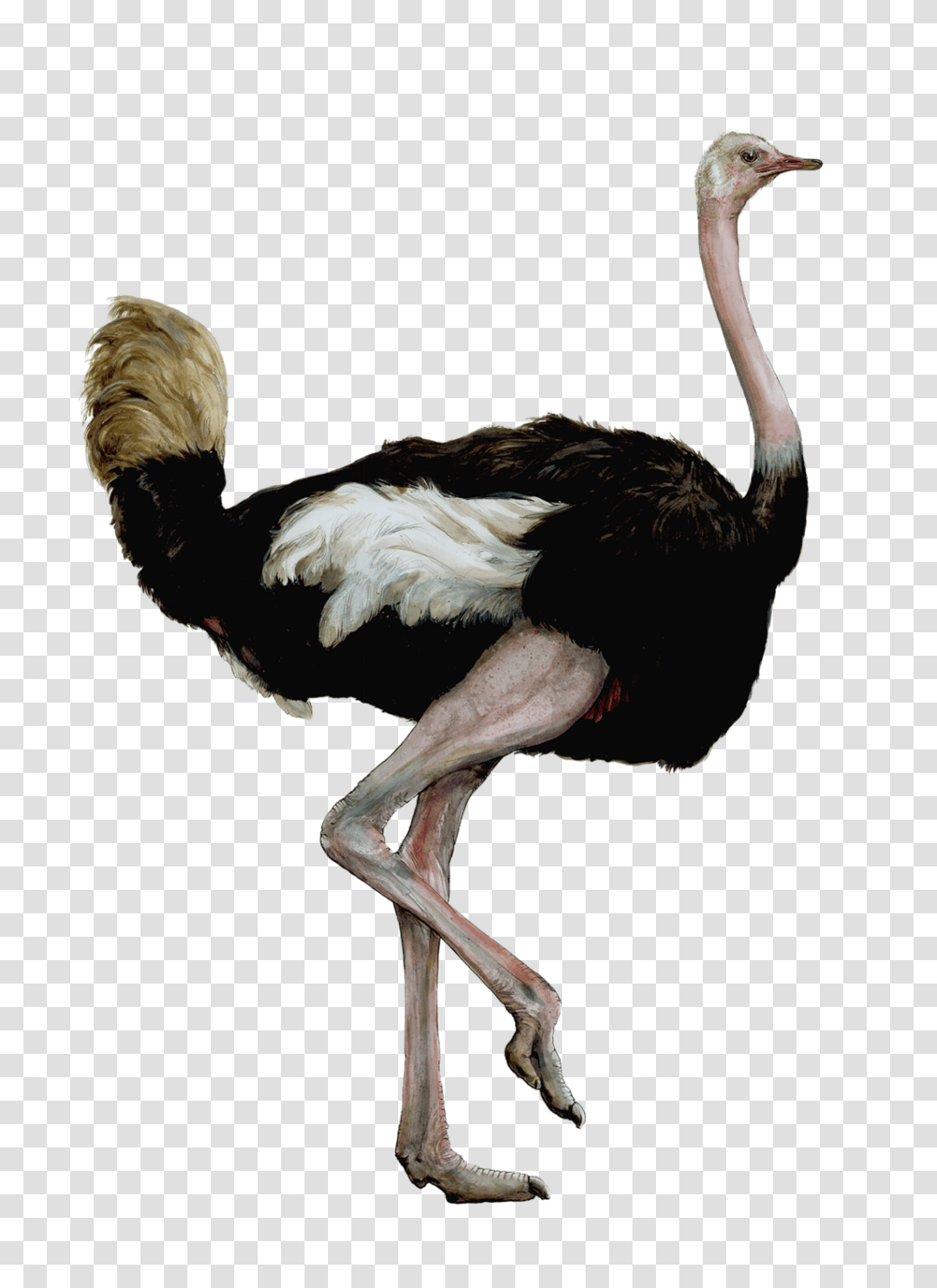 Bird Heights Ericktoussaint, Ostrich, Animal Transparent Png