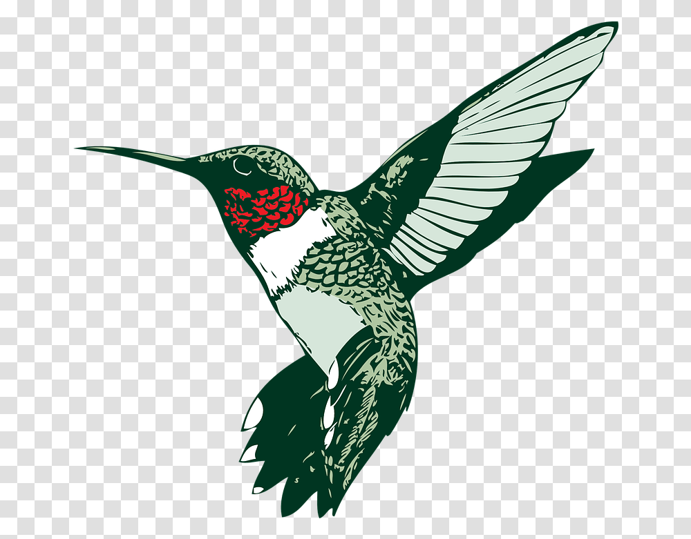 Bird Hummer Hummingbird Free Vector Graphic On Pixabay Clip Art Of Hummingbird, Animal Transparent Png