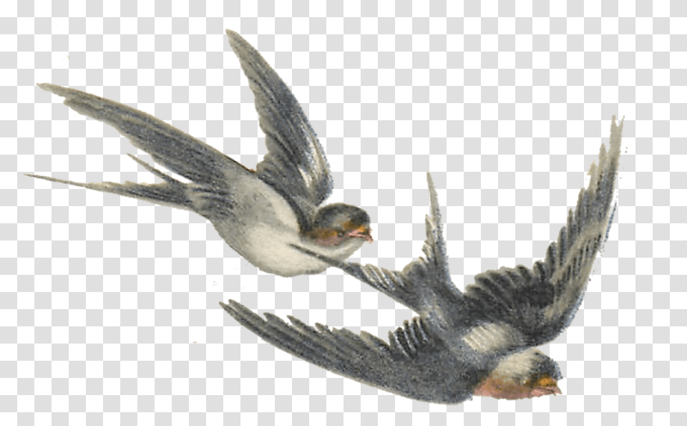 Bird Illustration, Animal, Flying, Water, Seagull Transparent Png