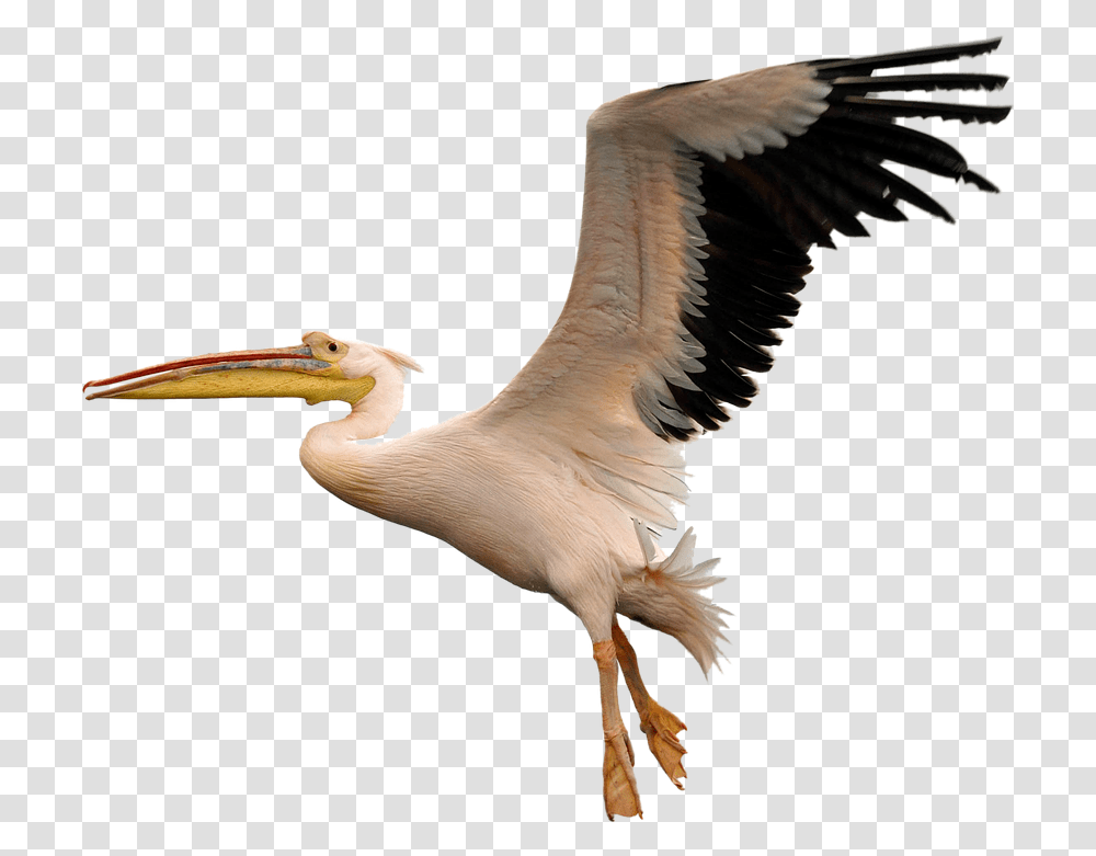 Bird Image Free1 Clipart Vectors Psd Pelican Bird, Animal, Beak, Stork, Crane Bird Transparent Png