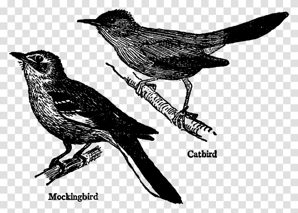 Bird Image Transfer Craft Image Supplies Collage Sheet Black And White Mockingbird, Gray, World Of Warcraft Transparent Png