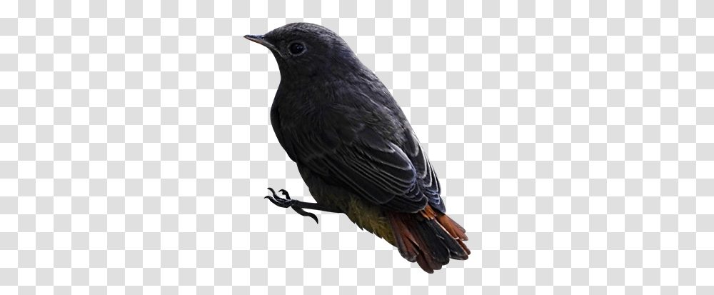 Bird Image With Background Bird With No Background, Animal, Blackbird, Agelaius, Finch Transparent Png