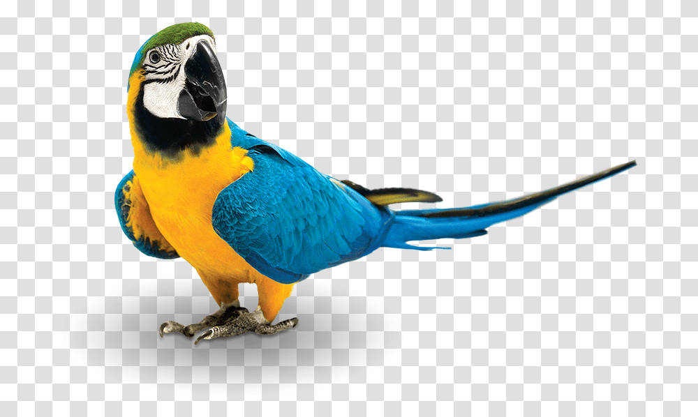 Bird Images, Animal, Macaw, Parrot, Beak Transparent Png