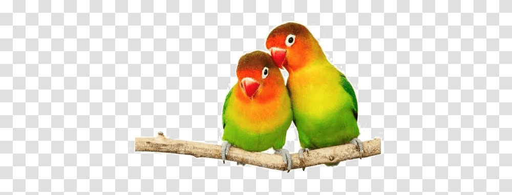 Bird Images Background Play Love Birds, Parakeet, Parrot, Animal Transparent Png