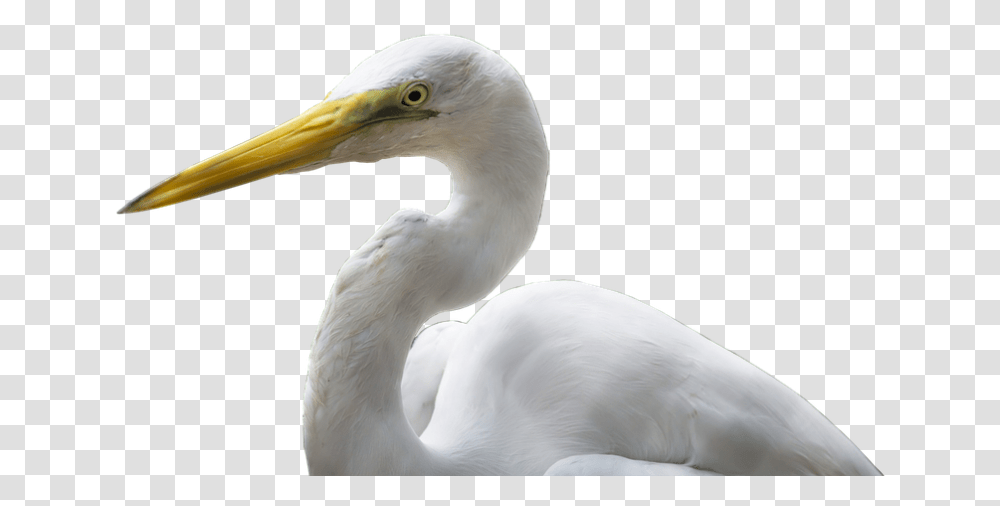 Bird Images Great Egret, Animal, Waterfowl, Beak, Heron Transparent Png